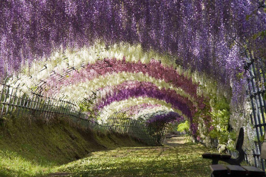 106 10 самых красивых тоннелей из деревьев в мире