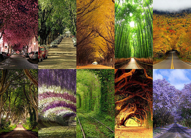 BIGPIC16 10 самых красивых тоннелей из деревьев в мире