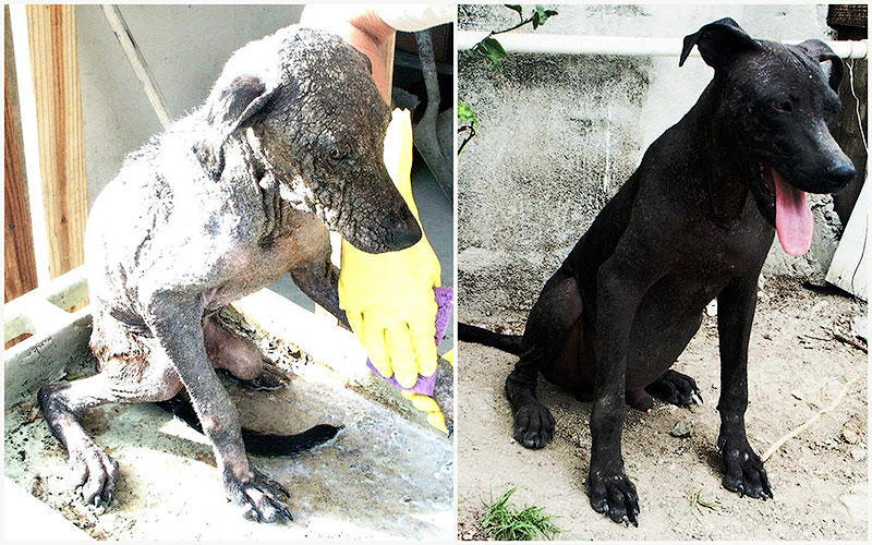 BIGPIC19 Бездомные собаки до и после приюта