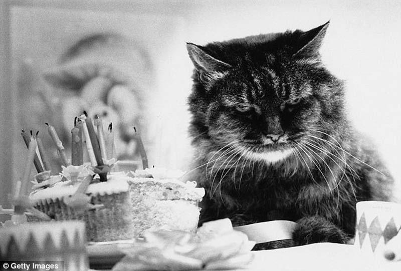The original Grumpy Cat 1 Котэ «доинтернетного» периода