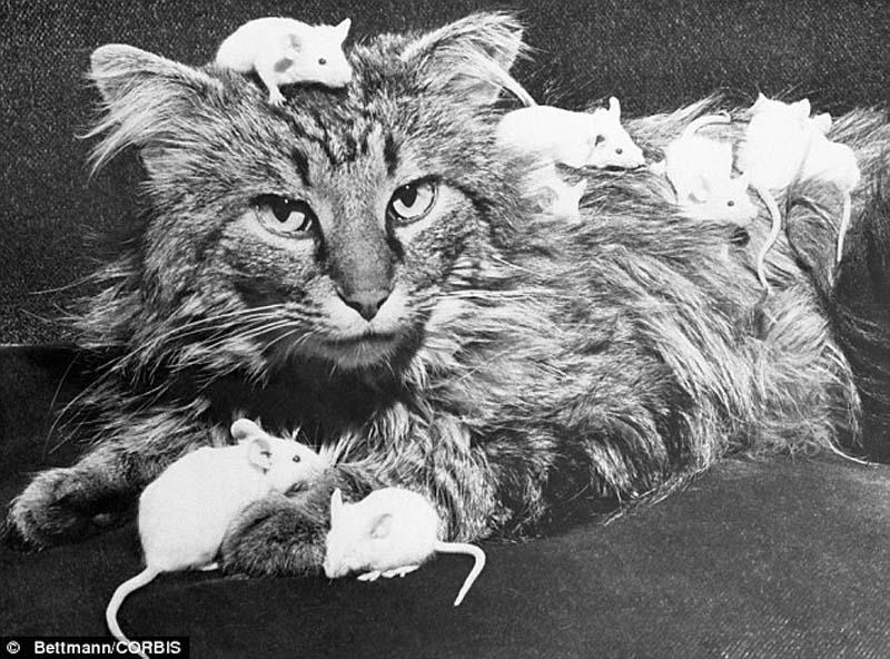 The original Grumpy Cat 16 Котэ «доинтернетного» периода
