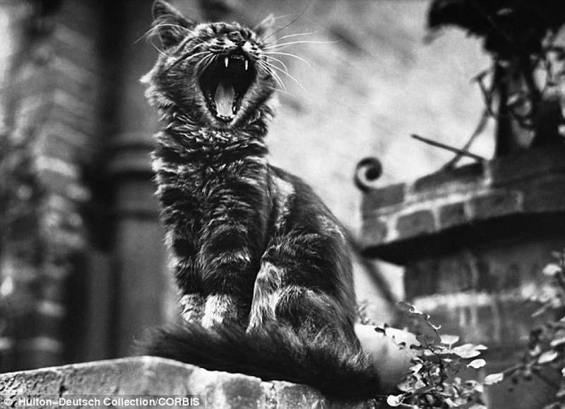 The original Grumpy Cat 19 Котэ «доинтернетного» периода