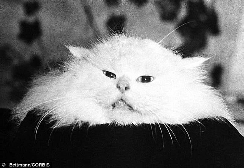 The original Grumpy Cat 22 Котэ «доинтернетного» периода