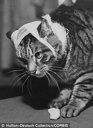 The original Grumpy Cat 23 Котэ «доинтернетного» периода