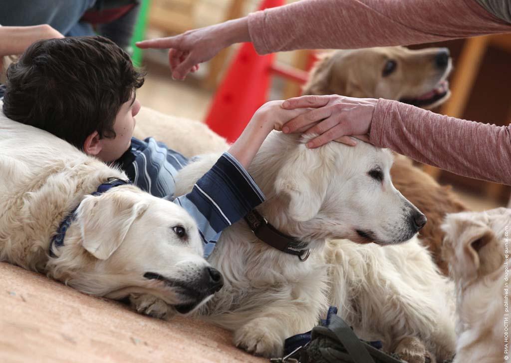 kanisterapiya 2 Канис терапия: как собаки помогают больным детям