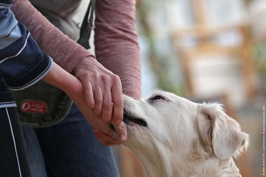 kanisterapiya 4 Канис терапия: как собаки помогают больным детям