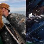 pocelovatsaskitom 22 150x150 Житель Фарерских островов пытается оправдать жестокость убийства китов