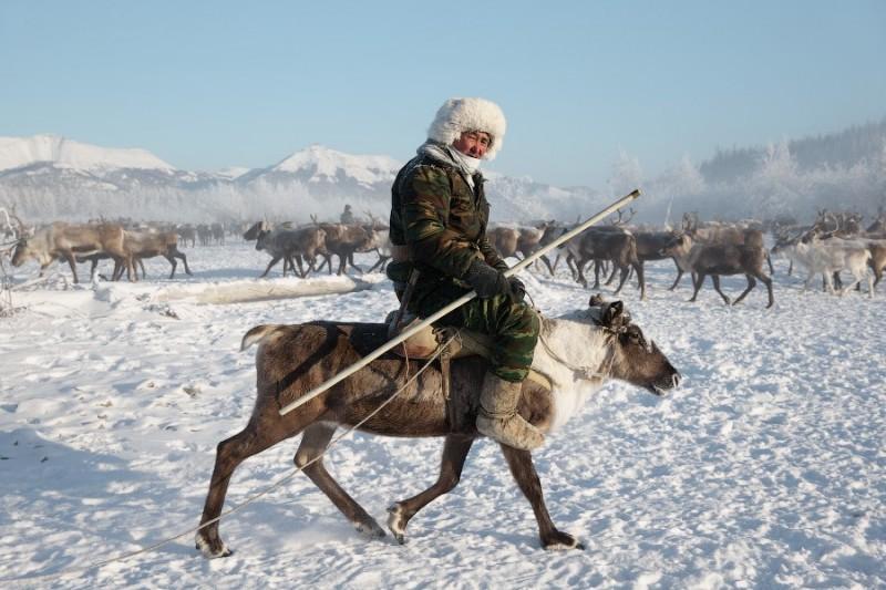 reindeer00 800x533 Оленеводческая бригада