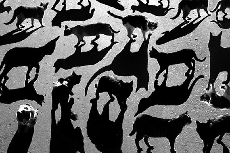 shadows08 800x533 Работы стрит художника из Пензы: Дар видеть необычное в обычном