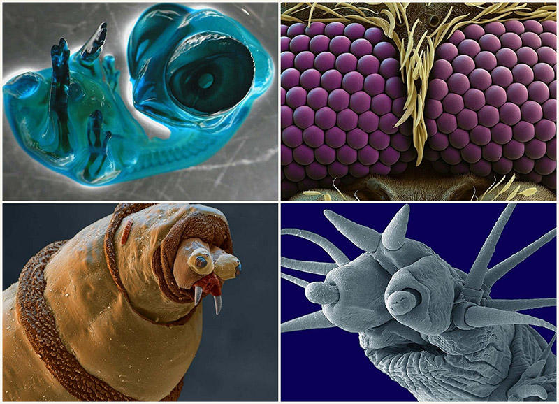 BIGPIC11 15 удивительных созданий которых не разглядеть без микроскопа