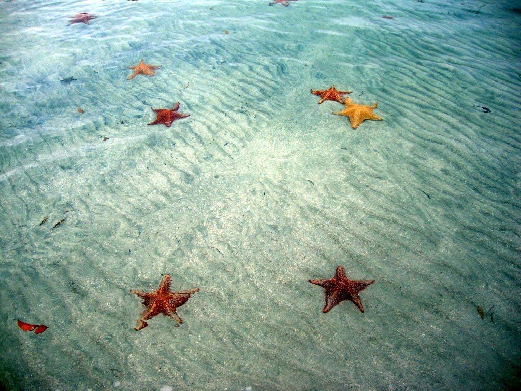 BocaDelDrago05 Пляж морских звезд — Бока дель Драго