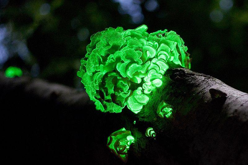 The most beautiful fungi in the world