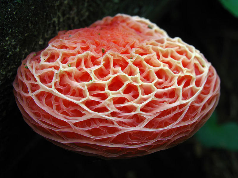 Fungi04 Самые красивые грибы в мире