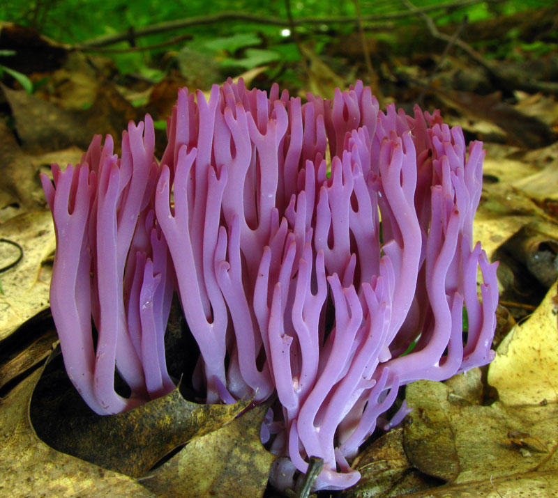 The most beautiful fungus in the world