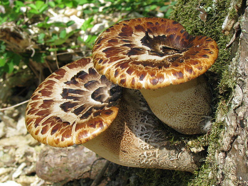 Fungi07 Самые красивые грибы в мире
