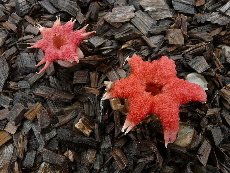 The most beautiful fungus in the world