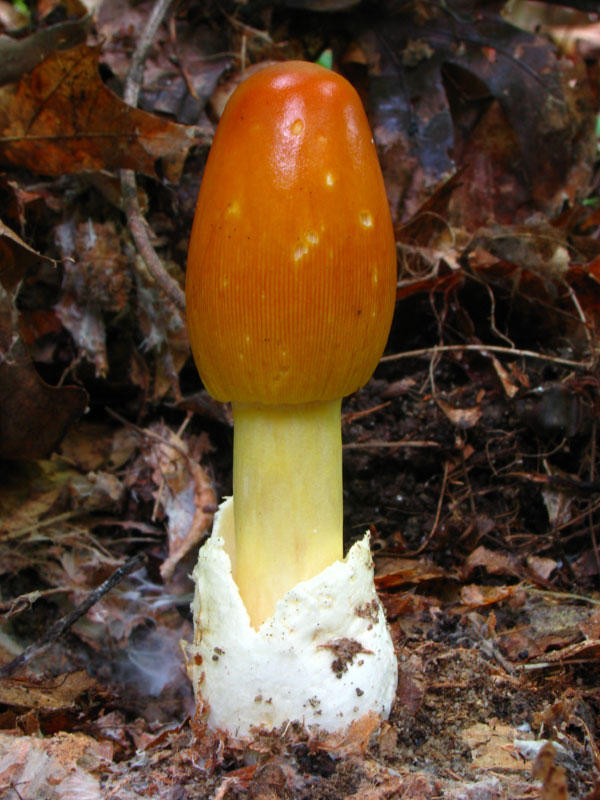 Fungi11 Самые красивые грибы в мире