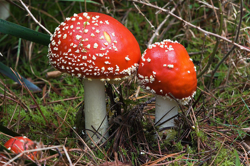 Fungi15 Самые красивые грибы в мире
