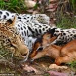 Leopard snuggles with impala 1 150x150 Осторожно! Пятнистый пост