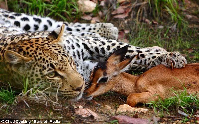 Leopard snuggles with impala 1       