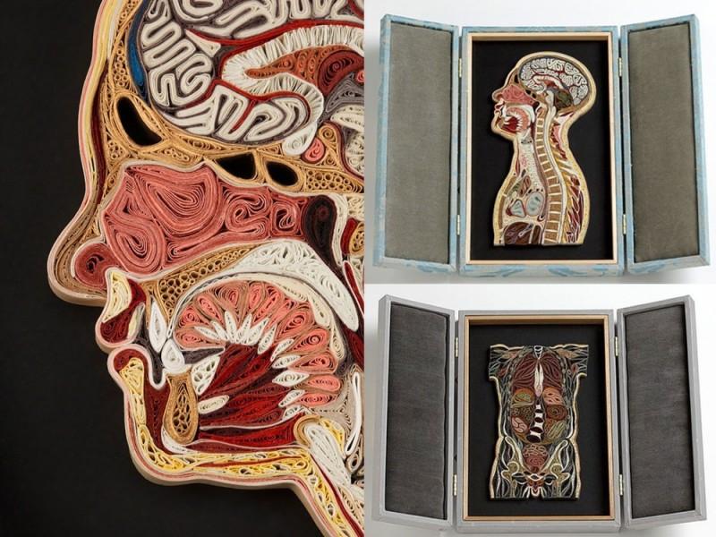 PaperAnatomy01 800x600 Бумажная анатомия