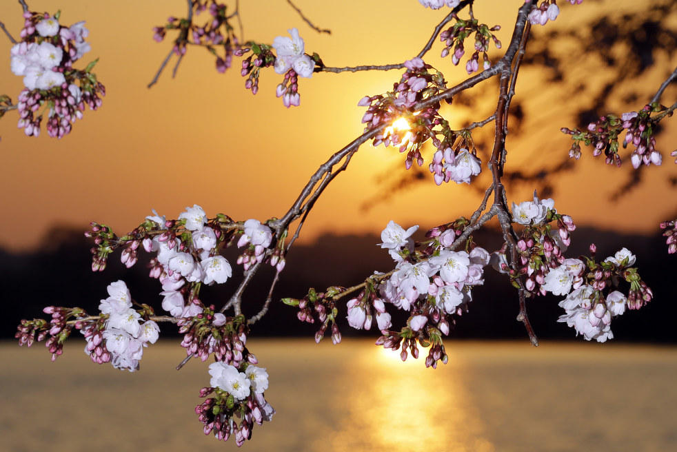 Лаура Уимхофф из Колумбуса, штат Огайо, фотографирует цветущую вишню.
