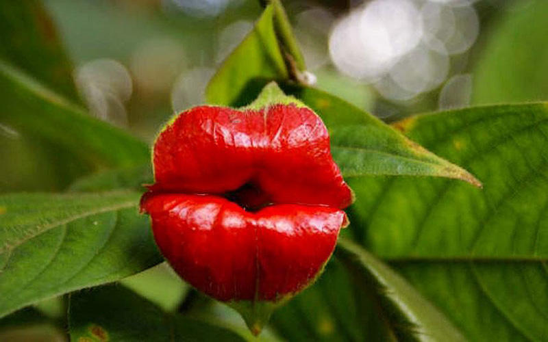 hookerlips16 Шутка природы   удивительный цветок Шлюхины губки