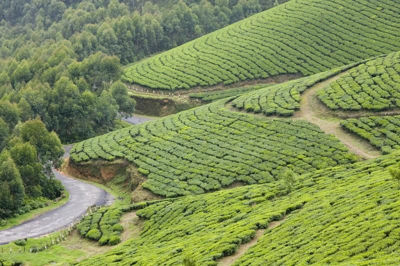 teaplantation06 800x533 Зеленые ковры чайных плантаций в Индии