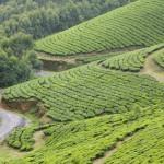 teaplantation06 800x5331 150x150 Индийские заметки: Чайные плантации Муннара
