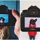 Владельцы домашних животных и их питомцы в причудливом фотопроекте #petheadz