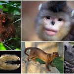 BIGPIC49 150x150 10 видов животных, которых можно встретить в неожиданных местах
