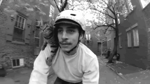 CyclistandCat02 Велосипедист и его кошка
