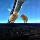Цыплята учатся летать