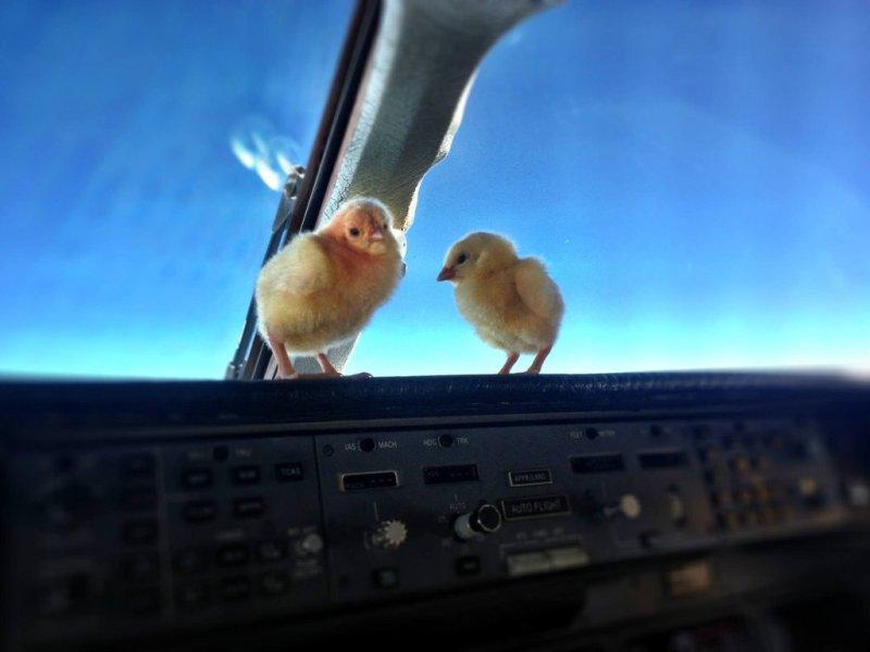 chicks02 Цыплята учатся летать