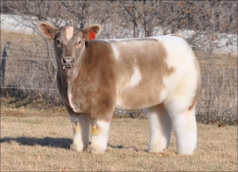 cows 001 800x578 Плюшевые красавицы коровы из Айовы