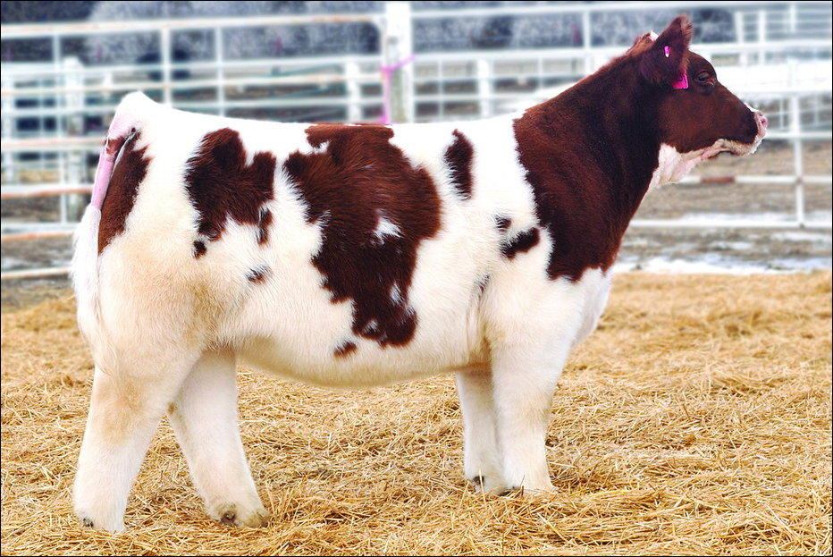 cows 005 Плюшевые красавицы коровы из Айовы