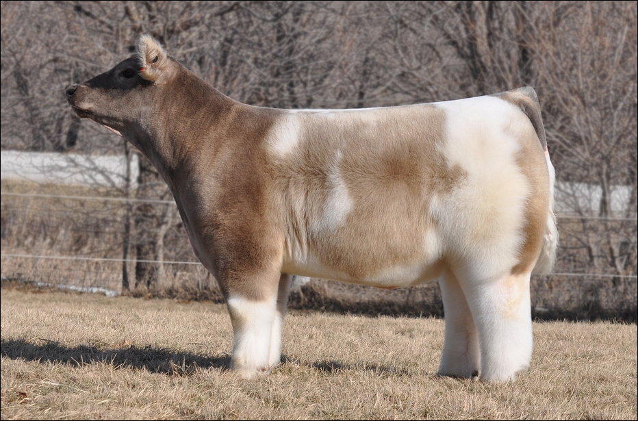 cows 008 Плюшевые красавицы коровы из Айовы