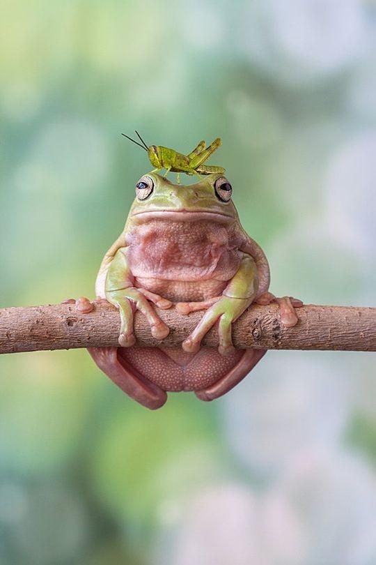 frogs01 Царевны лягушки