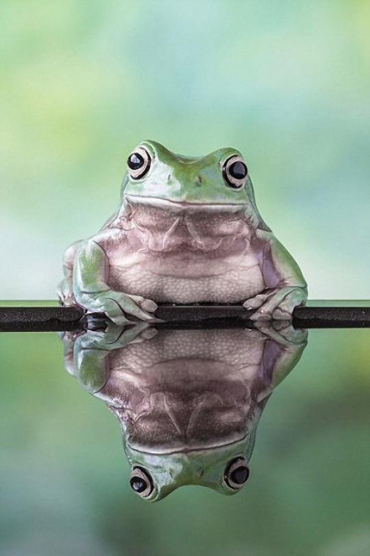 frogs02 Царевны лягушки