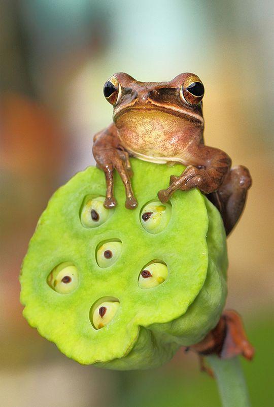 frogs10 Царевны лягушки