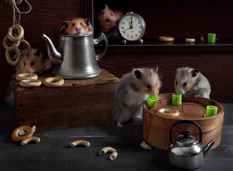 hamsters06 Натюрморты с хомяками