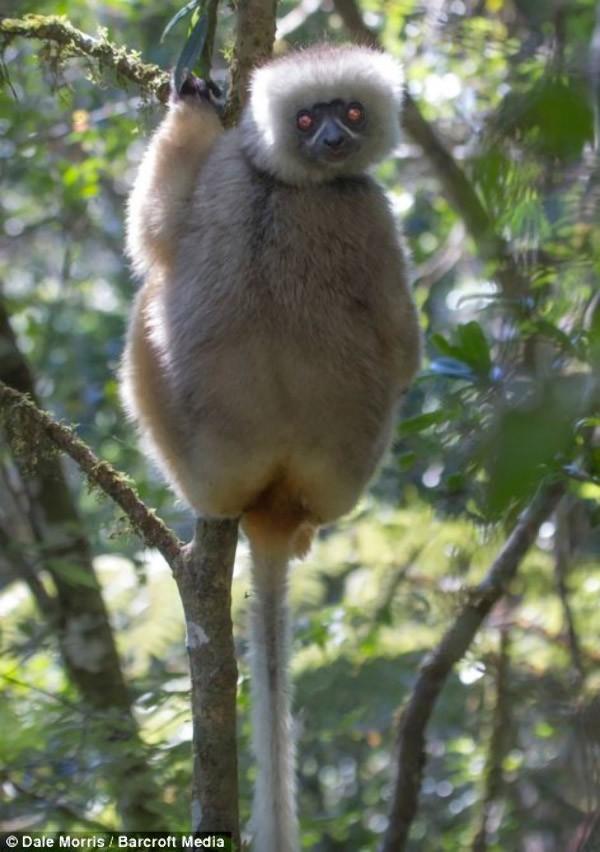 lemurs06   