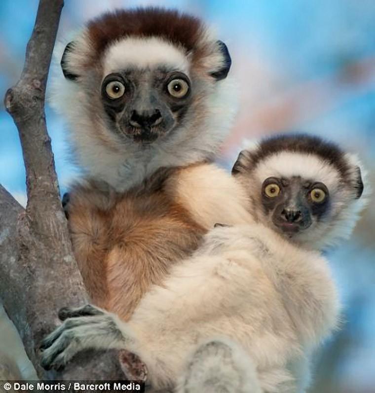 lemurs07   