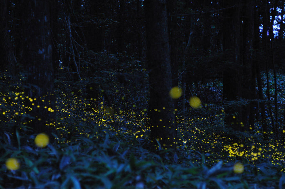 nightlight05 Светлячки в лесу