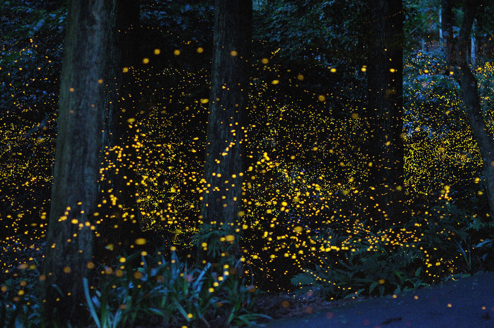 nightlight06 Светлячки в лесу