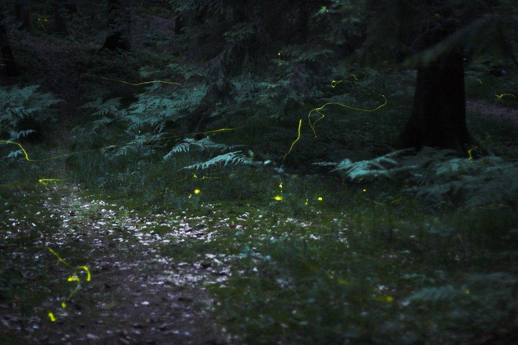 nightlight13 Светлячки в лесу