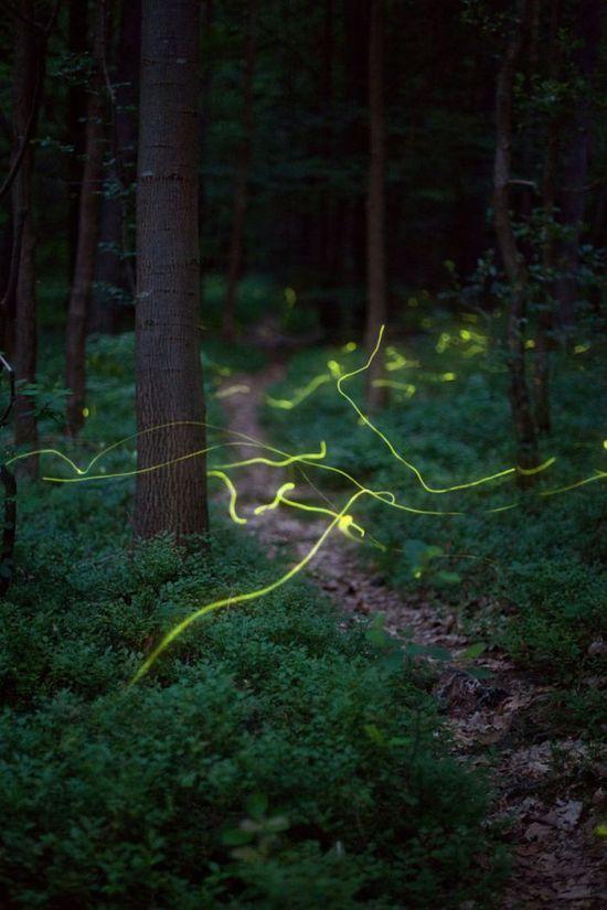 nightlight15 Светлячки в лесу