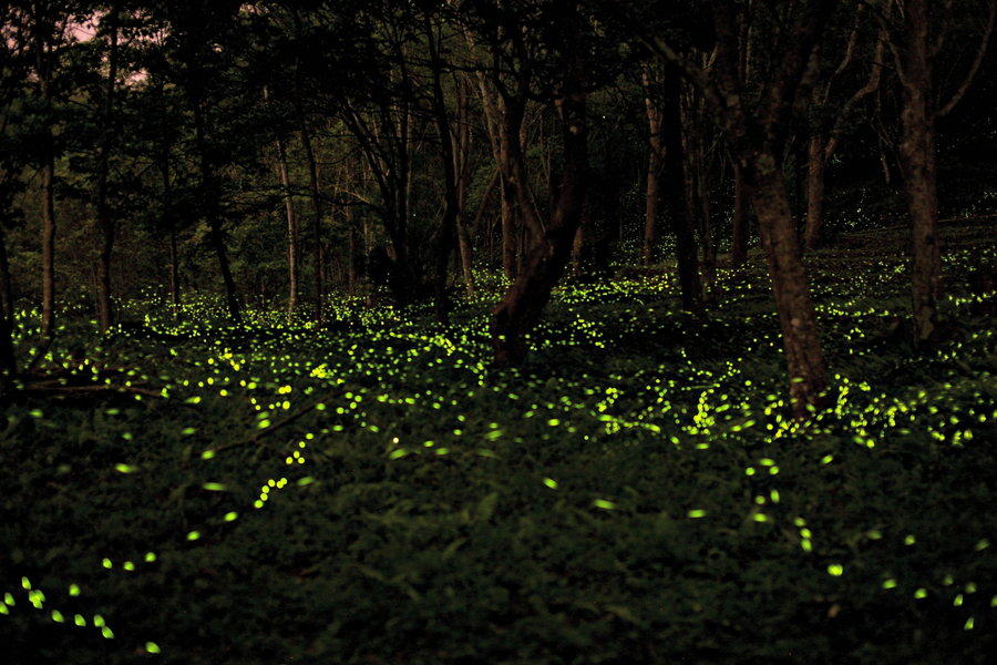 nightlight17 Светлячки в лесу