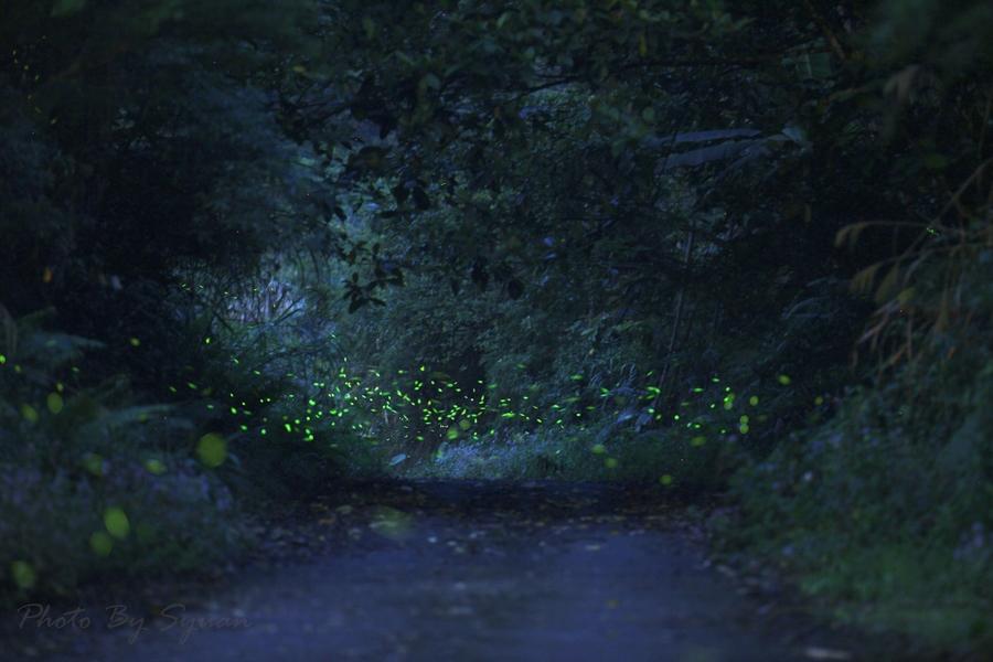 nightlight18 Светлячки в лесу