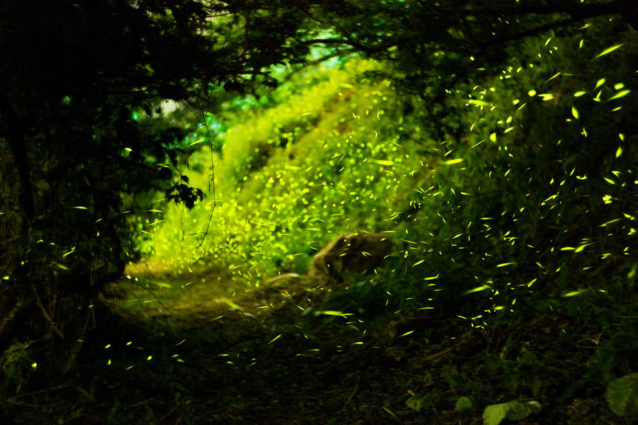nightlight20 Светлячки в лесу